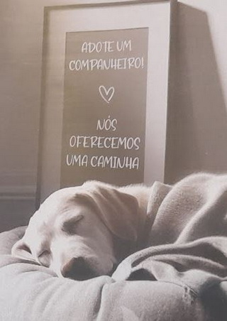 adoção resize